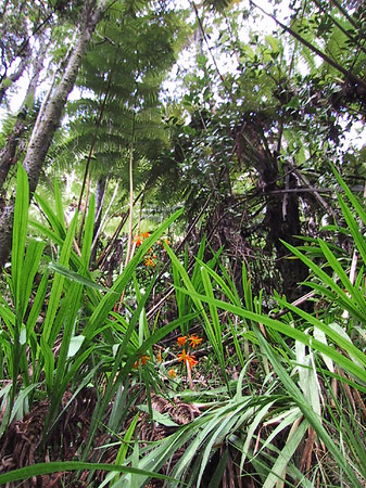 Foto In Hawaiis Wäldern