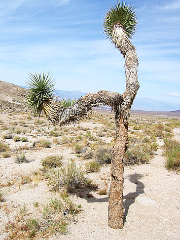 Foto Lone Pine - Panamint Springs - 