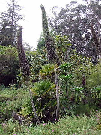 Fotos Golden Gate Park mit Botanischen Garten