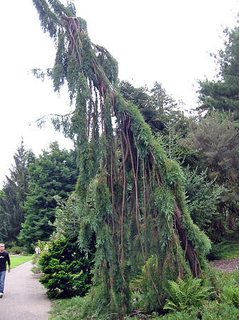 Golden Gate Park mit Botanischen Garten