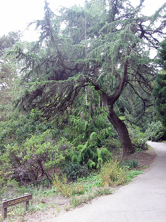 Foto Golden Gate Park mit Botanischen Garten - San Francisco