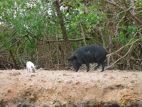 Schweine Foto 