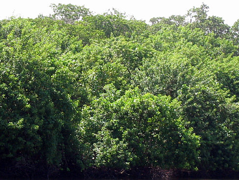 Fotos Collier Boulevard Boating Park | Marco Island