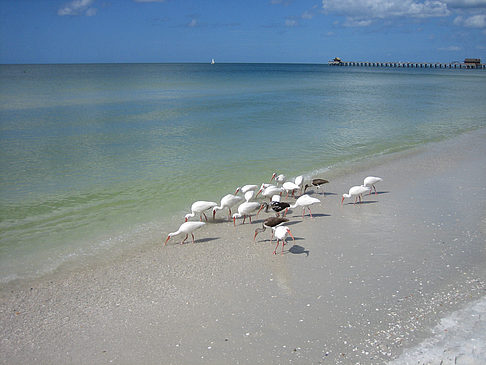 Vögel am Strand Foto 