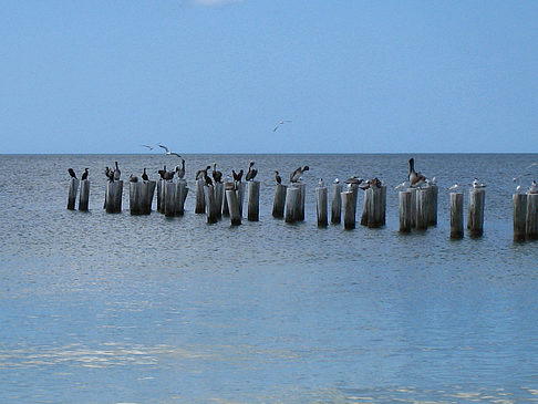 Fotos Vögel am Strand