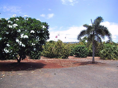 Fotos Plantagen auf Kauai