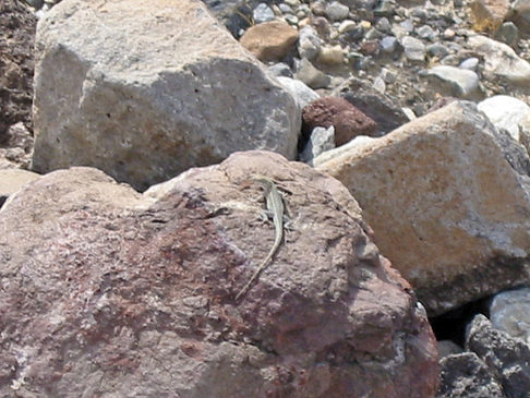 Fotos Panamint Springs - Stovepipe Wells