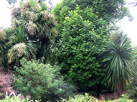 Foto Golden Gate Park mit Botanischen Garten