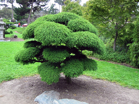 Golden Gate Park mit Botanischen Garten Foto 