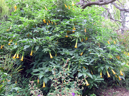 Fotos Golden Gate Park mit Botanischen Garten