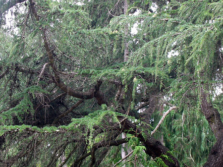 Foto Golden Gate Park mit Botanischen Garten