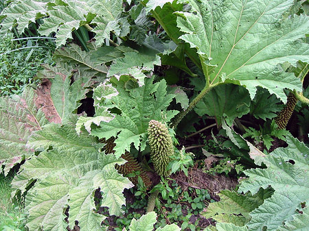 Fotos Golden Gate Park mit Botanischen Garten | San Francisco