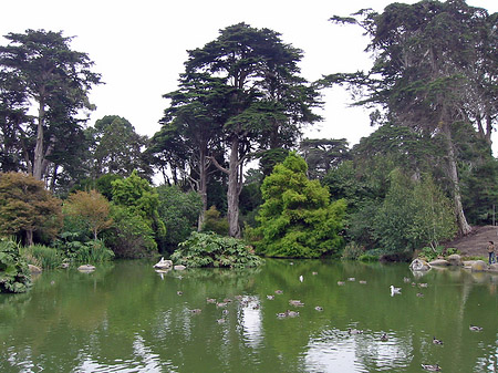 Fotos Golden Gate Park mit Botanischen Garten | San Francisco